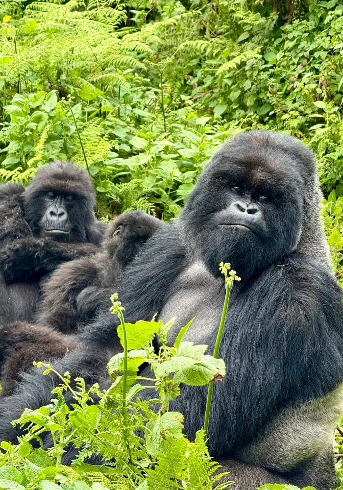 Lifetime Safaris