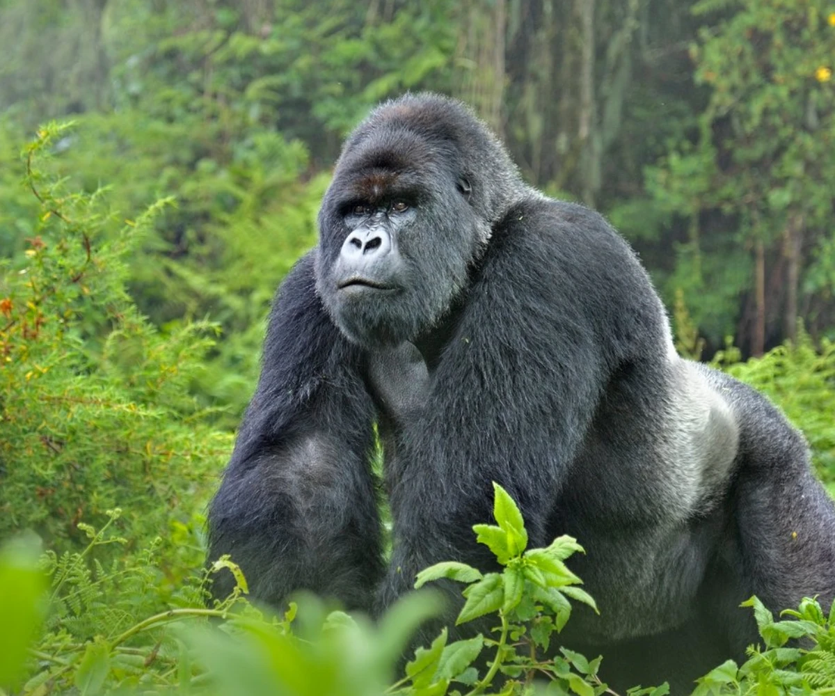 Lifetime Safaris