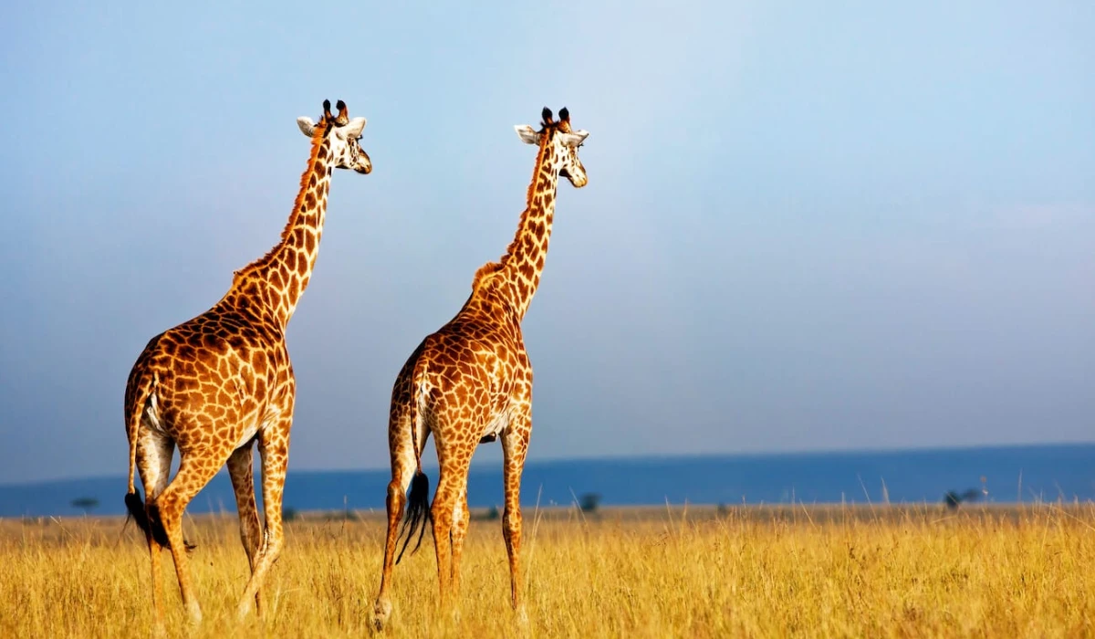 Lifetime Safaris