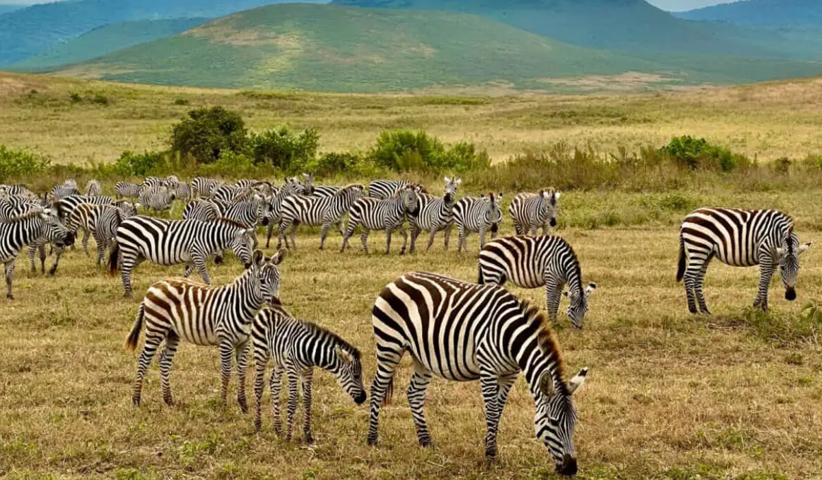 Lifetime Safaris