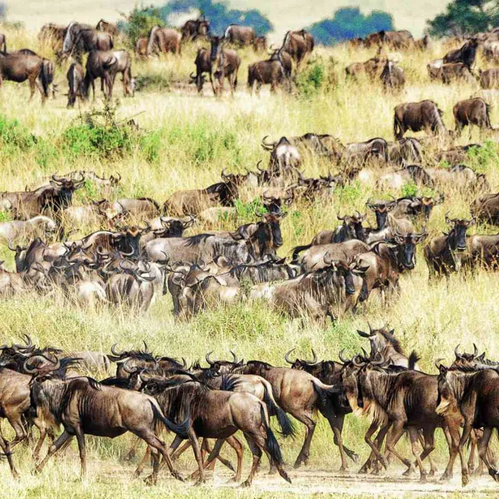 Lifetime Safaris