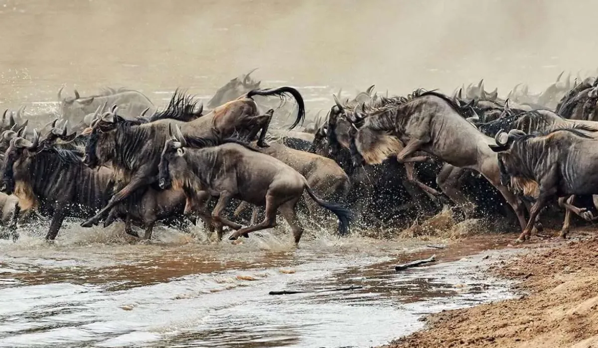 Lifetime Safaris