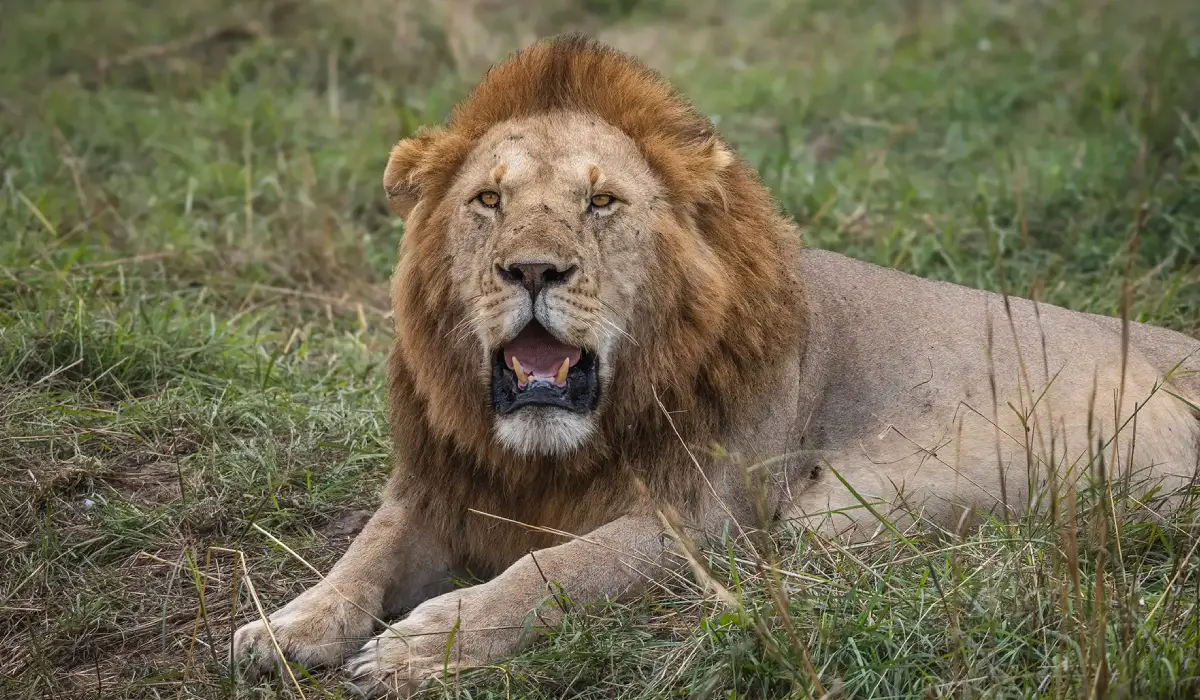 Lifetime Safaris