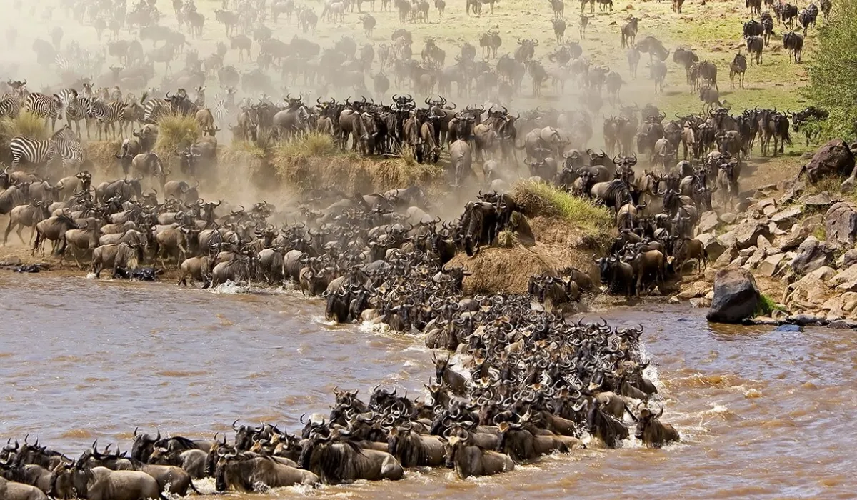 Lifetime Safaris