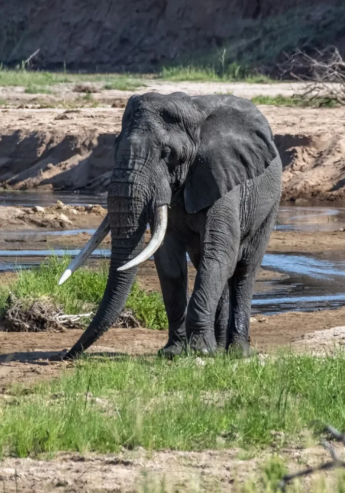 Lifetime Safaris