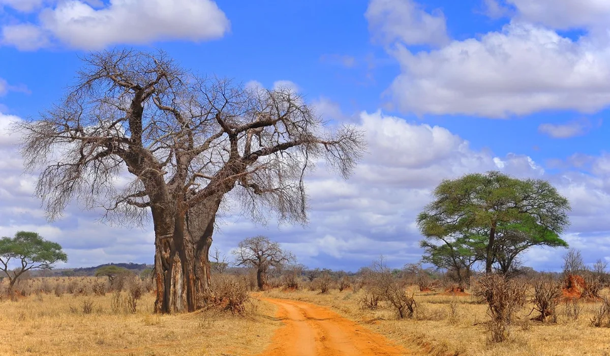 Lifetime Safaris