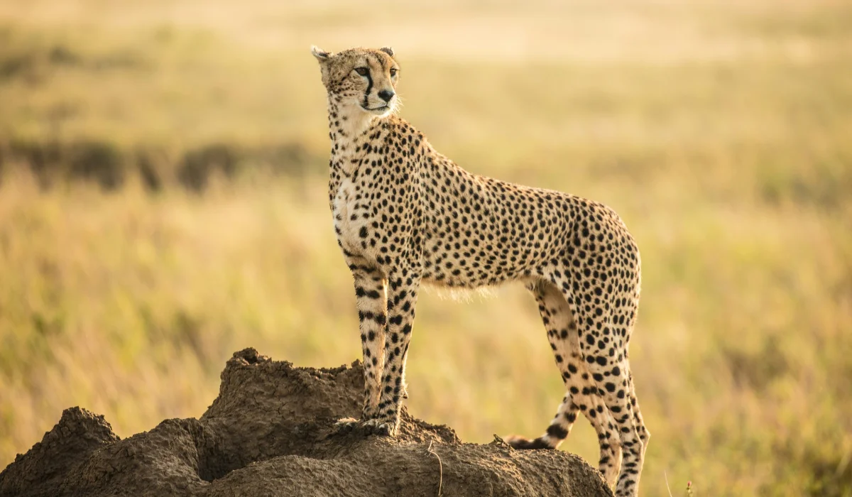 Lifetime Safaris