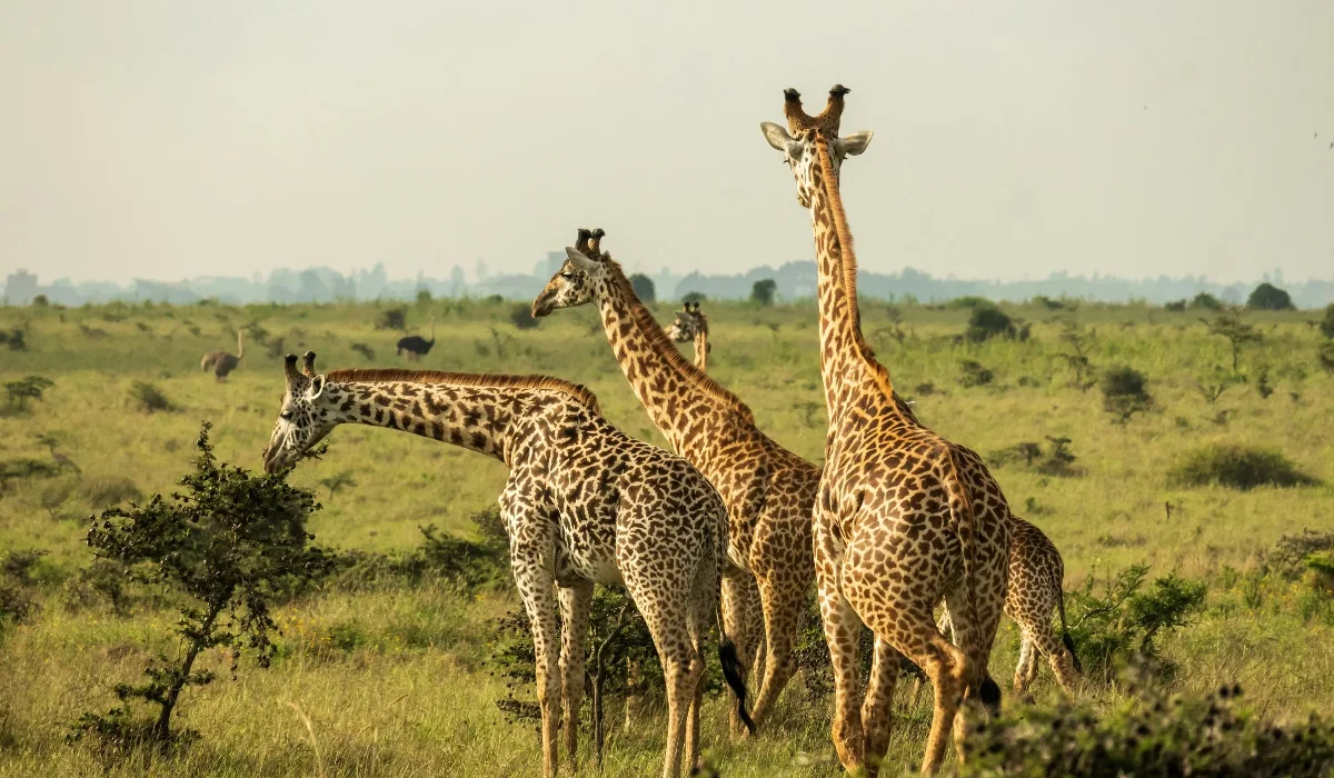Lifetime Safaris