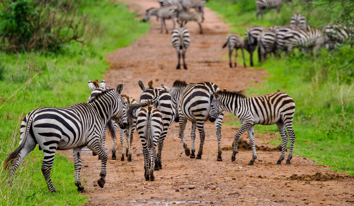 Lifetime Safaris