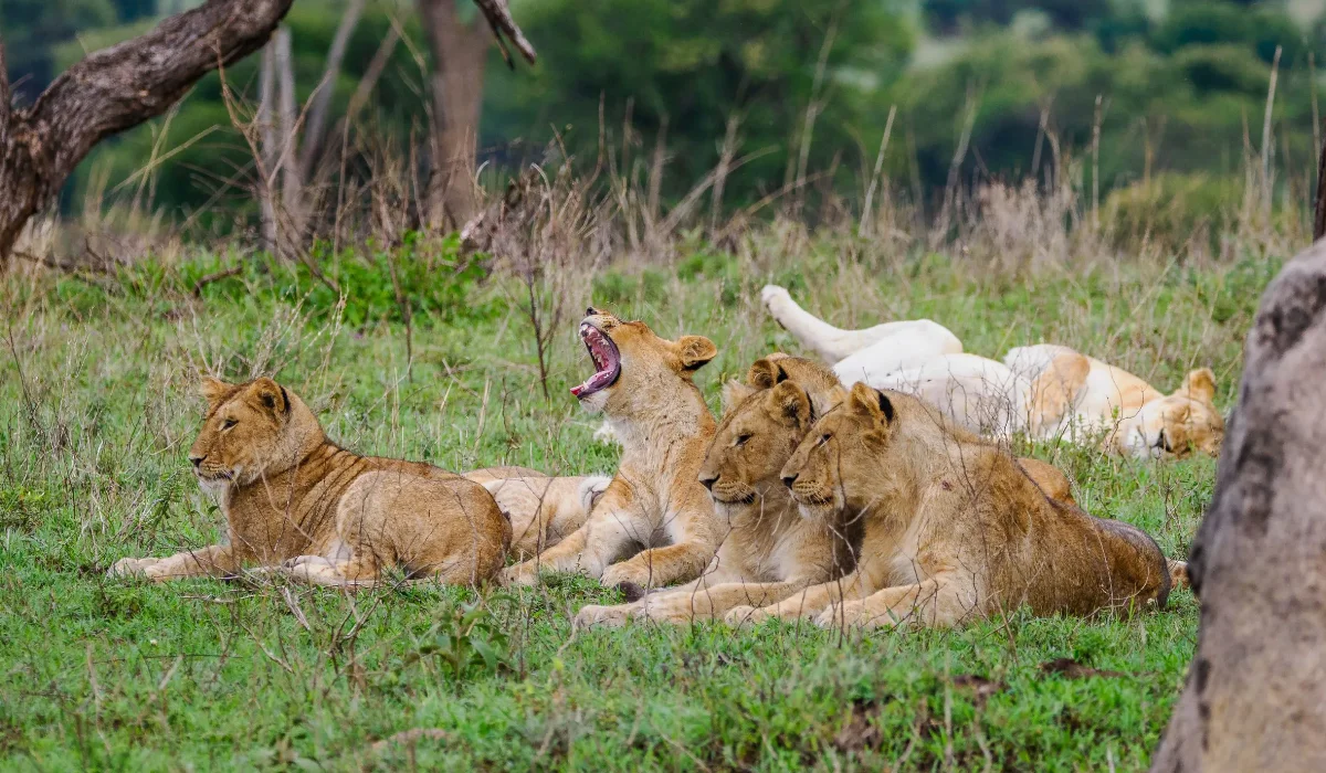 Lifetime Safaris