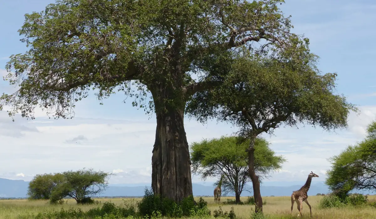 Tarangire Wildlife