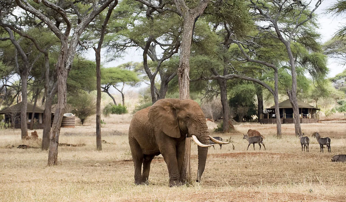 Lifetime Safaris