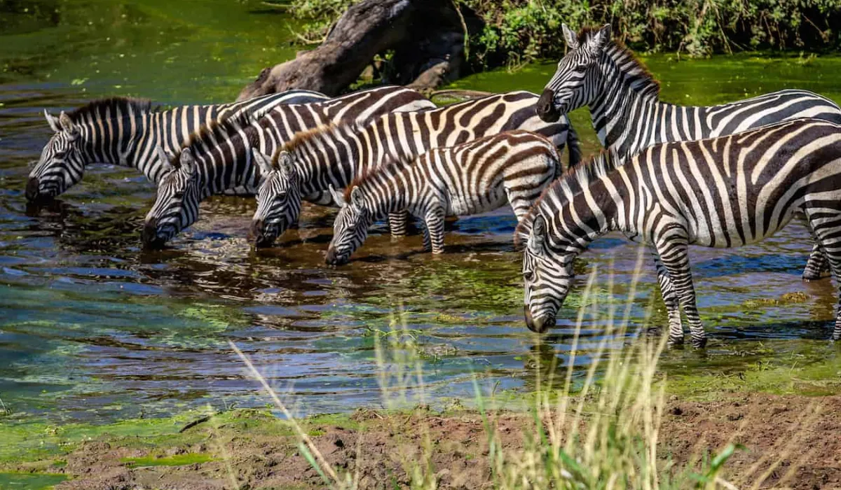 Lifetime Safaris