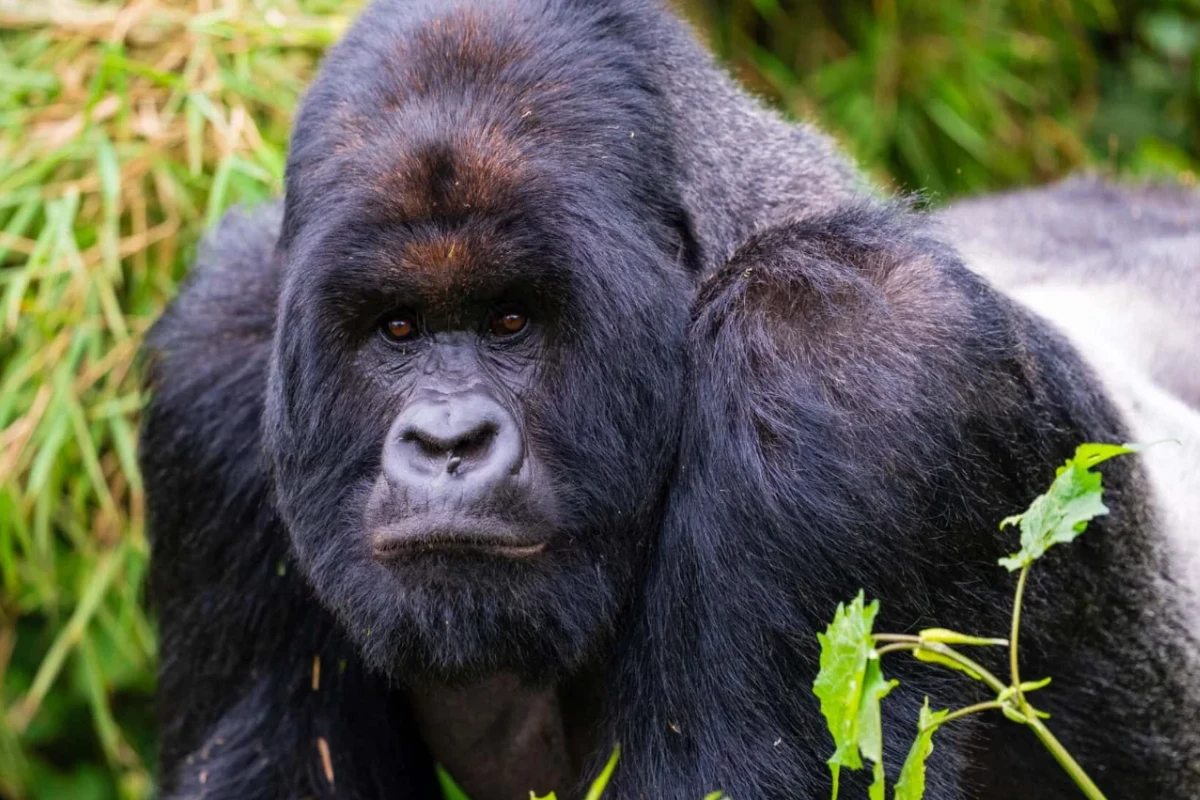 2 Days Gorilla Trek Rwanda