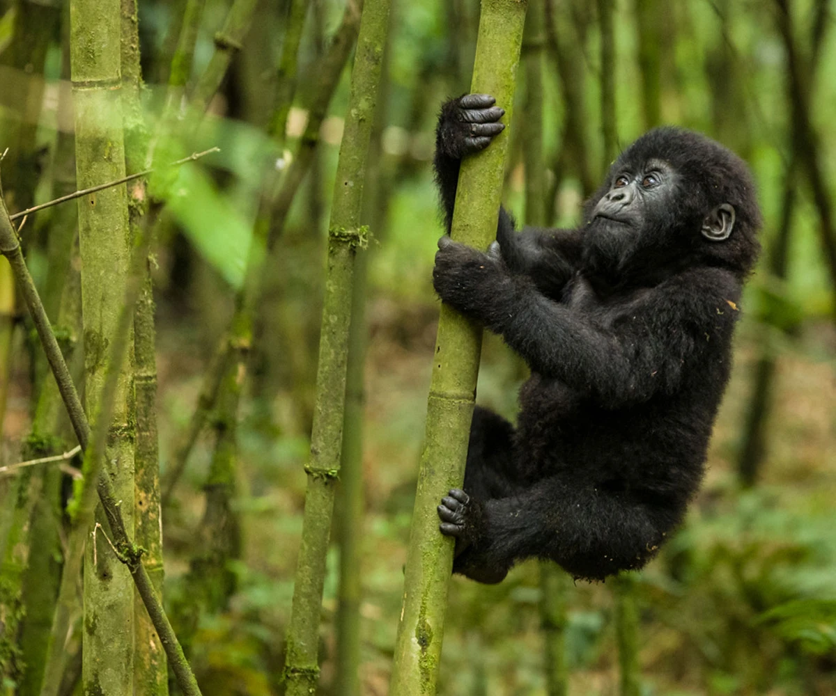 Lifetime Safaris