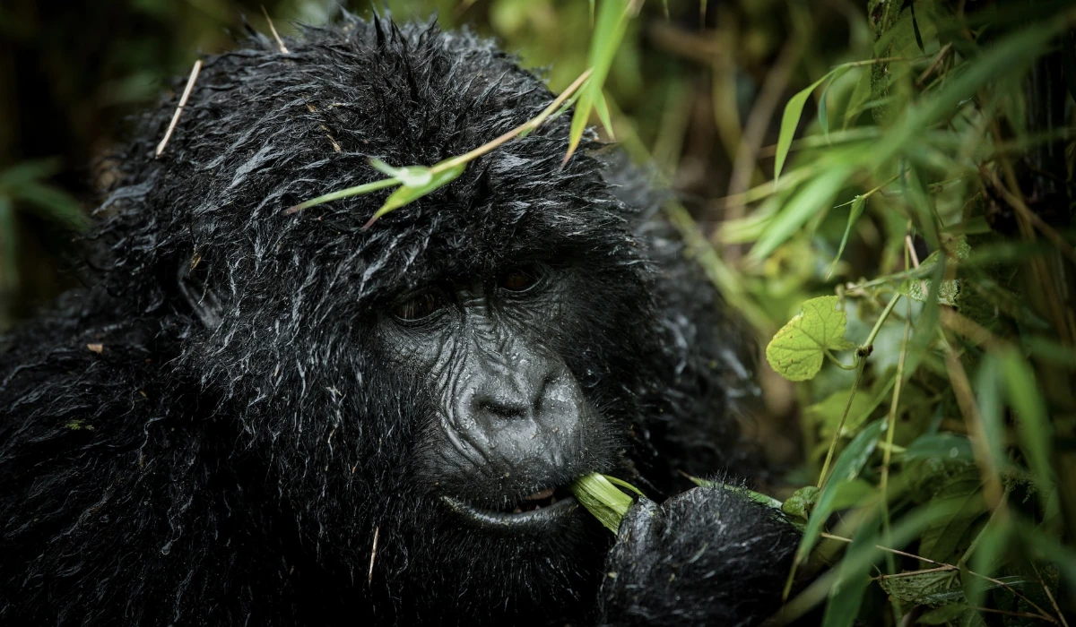 Lifetime Safaris