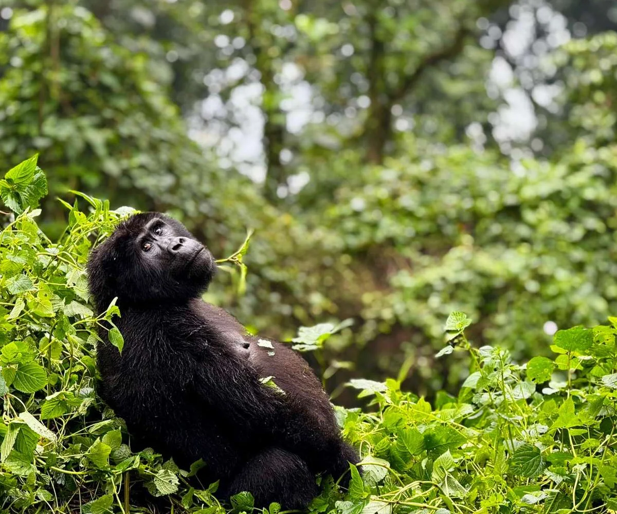Lifetime Safaris
