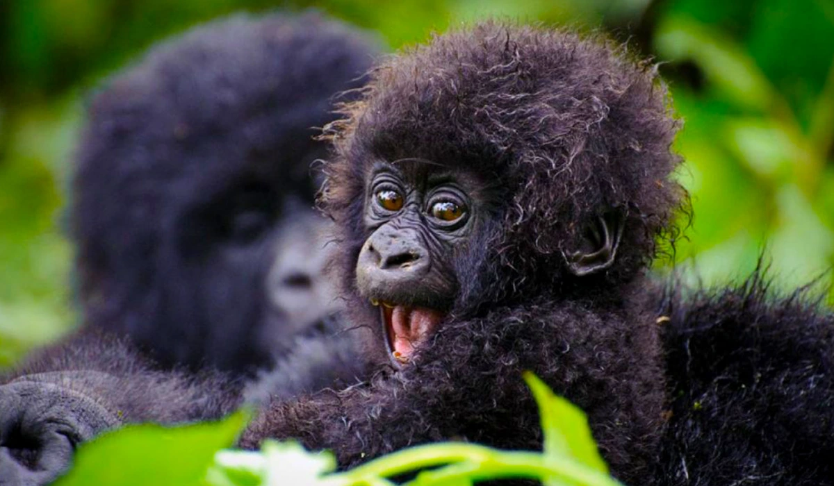 Lifetime Safaris