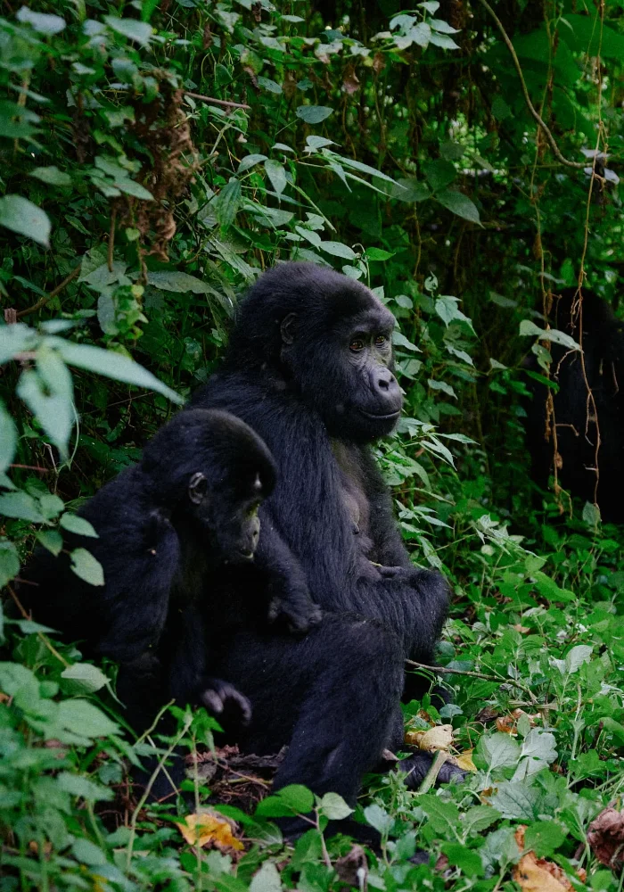 Lifetime Safaris