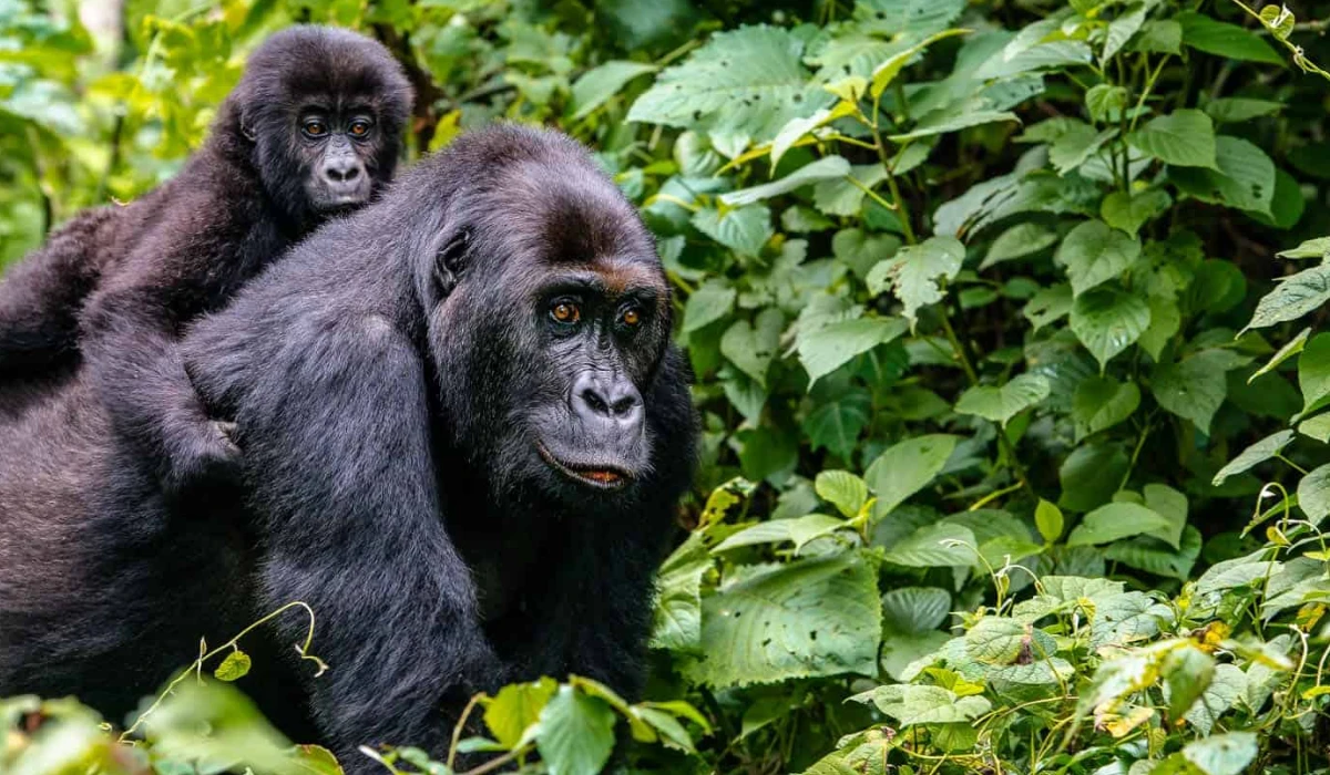 Lifetime Safaris