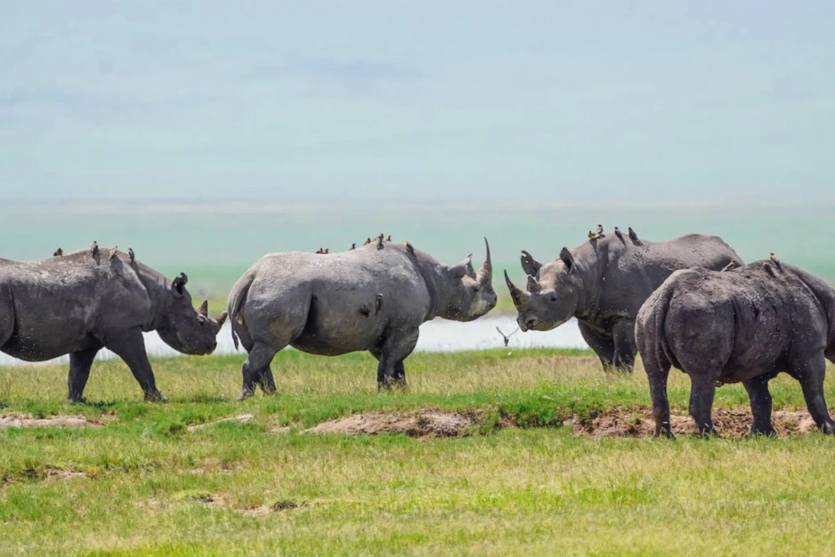 3 Days Tarangire, Ngorongoro Crater & Lake Manyara Safari