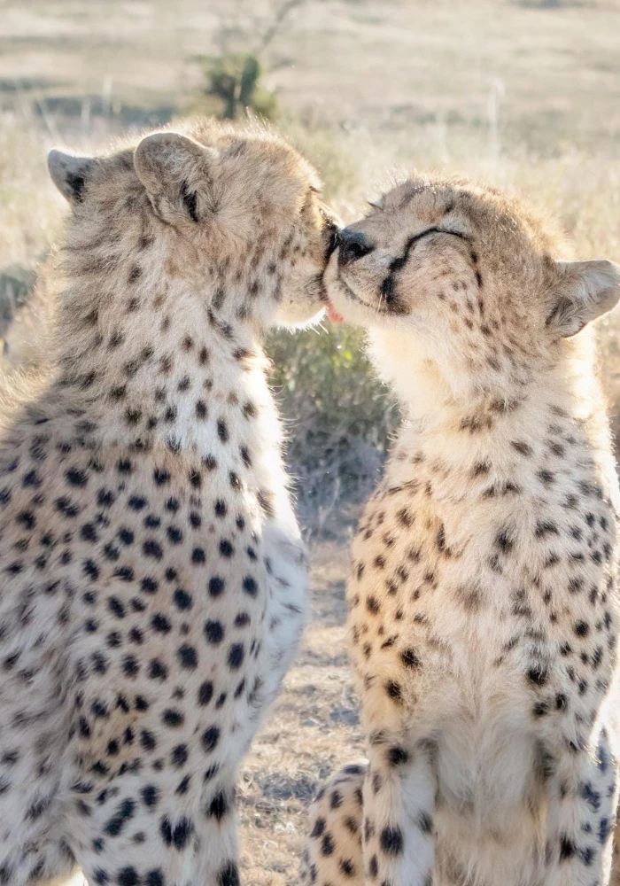 Lifetime Safaris