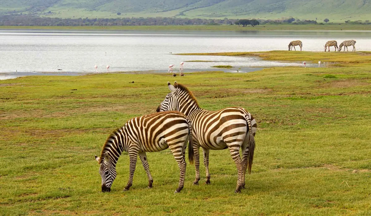 Lifetime Safaris