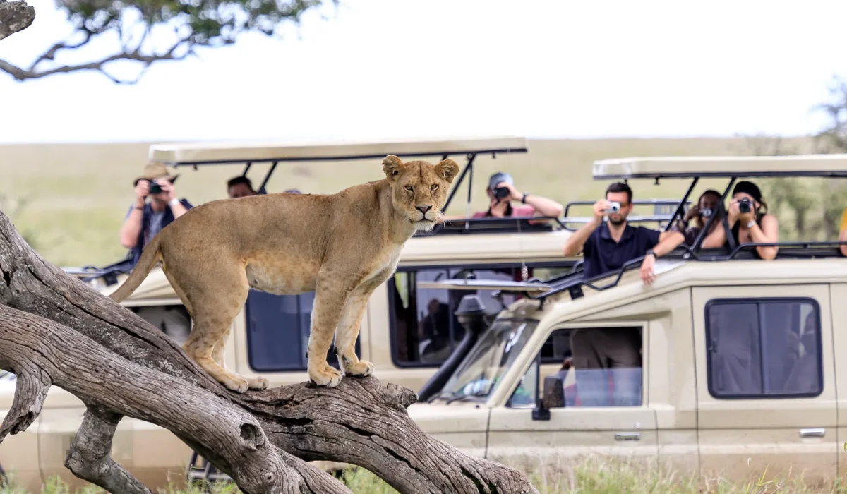 Lifetime Safaris