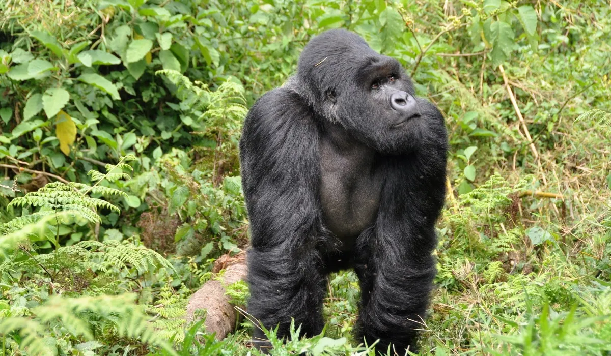 Lifetime Safaris