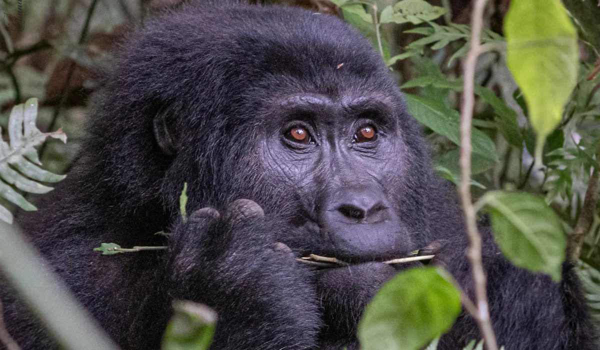 Lifetime Safaris