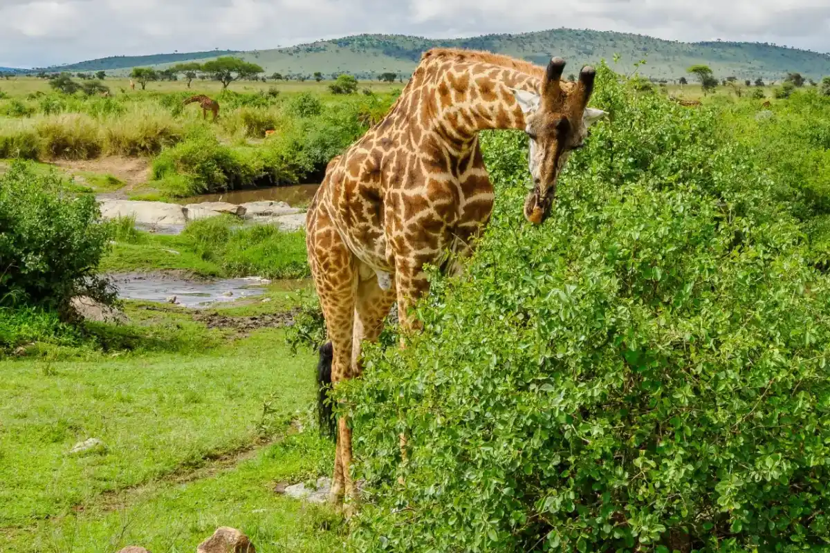 4 Days Tanzania Bush Safari