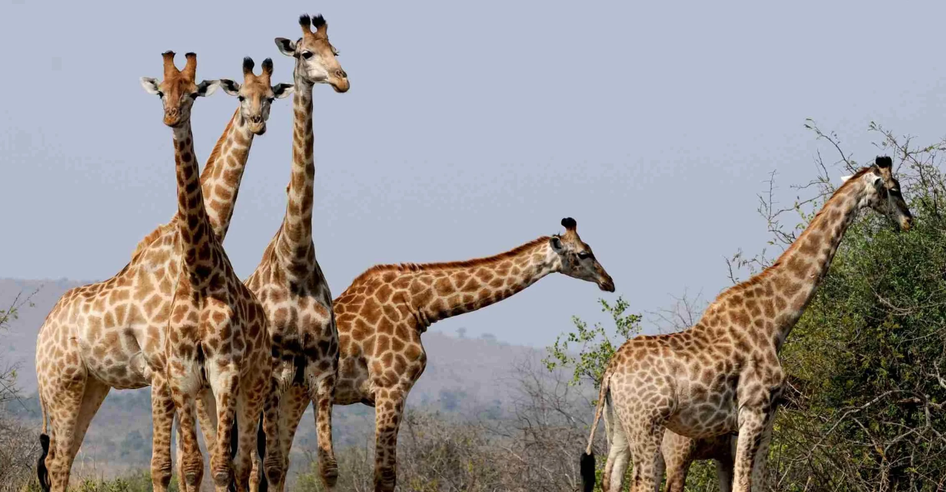 Lifetime Safaris