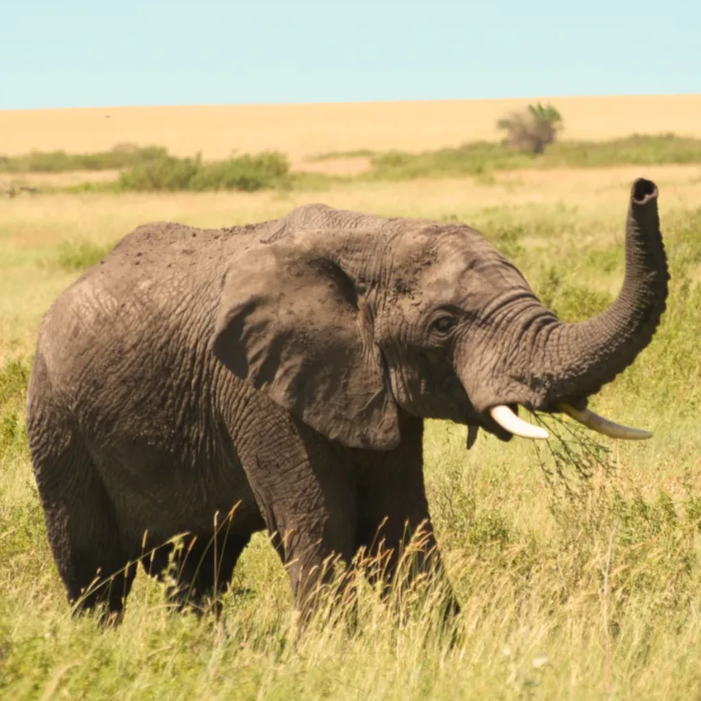 Lifetime Safaris
