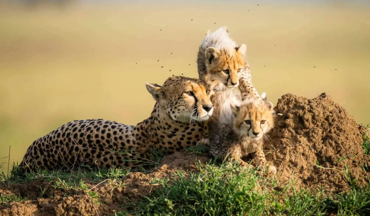Lifetime Safaris