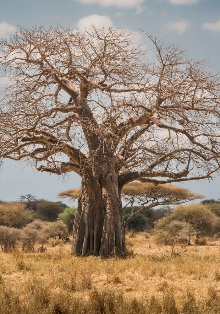 Tarangire Baobab Tree 