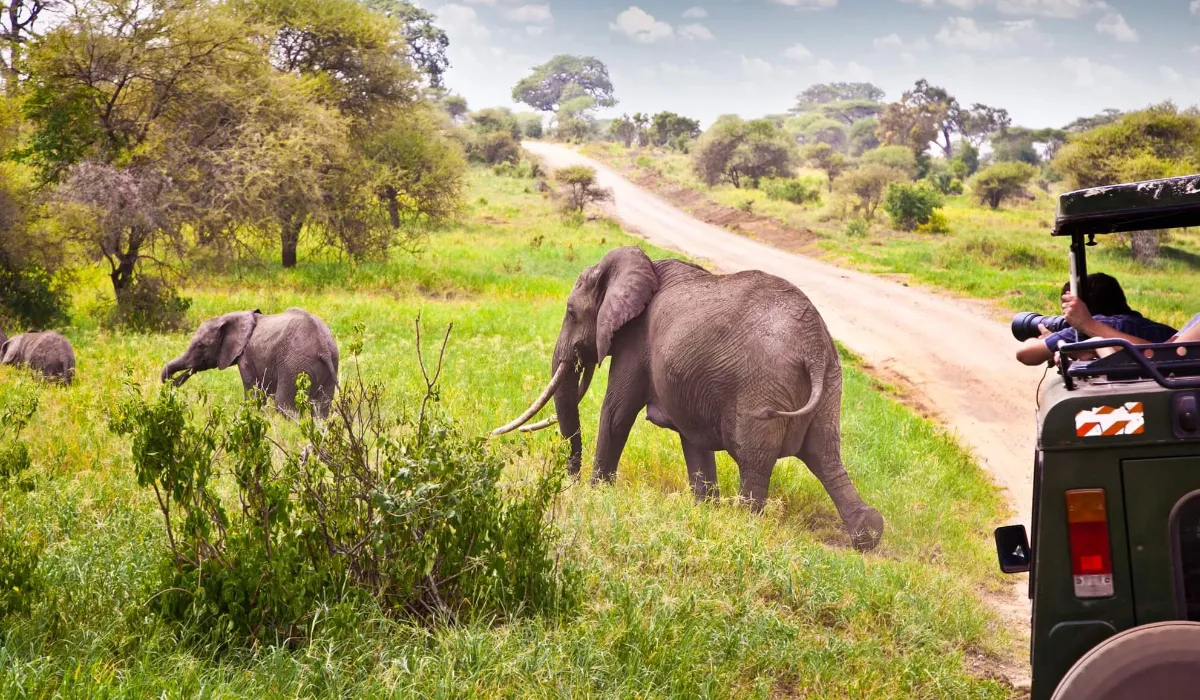 Lifetime Safaris