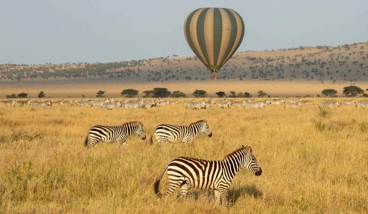 Lifetime Safaris