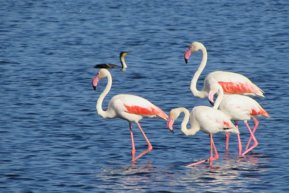 5 Days Tarangire, Serengeti,Lake Manyara & Ngorongoro Crater Safari