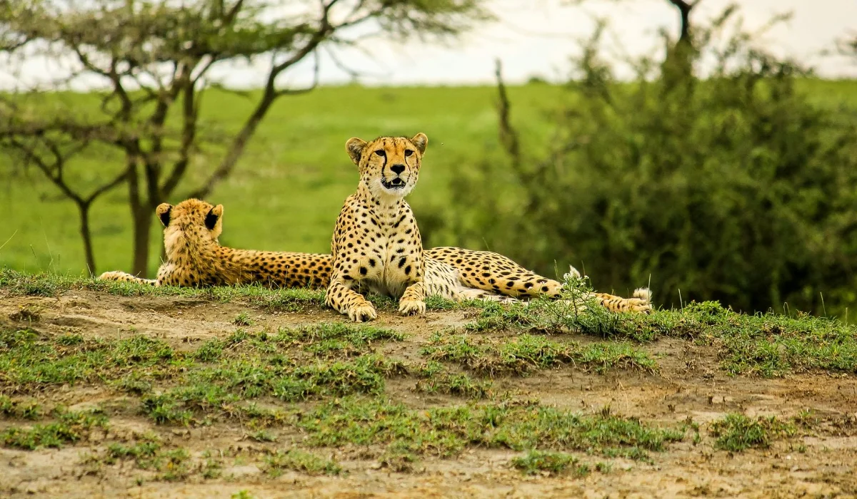 Lifetime Safaris