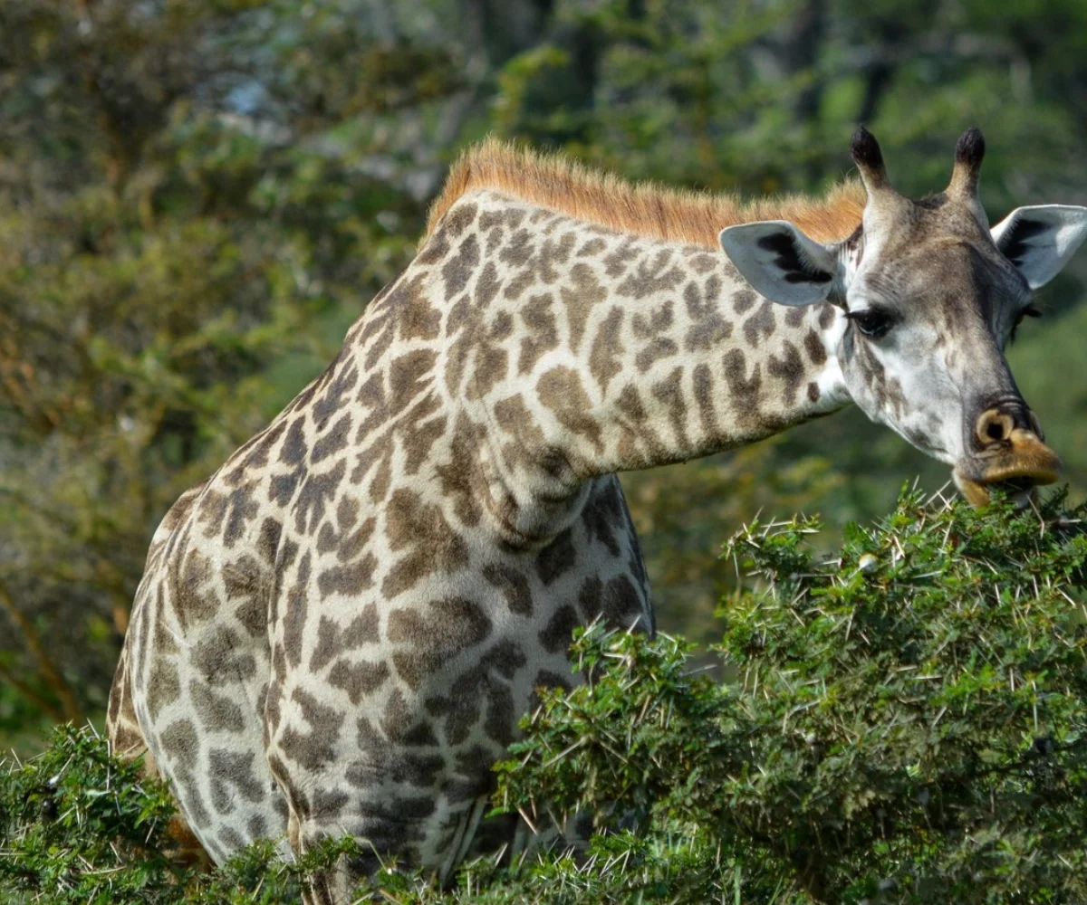 Lifetime Safaris
