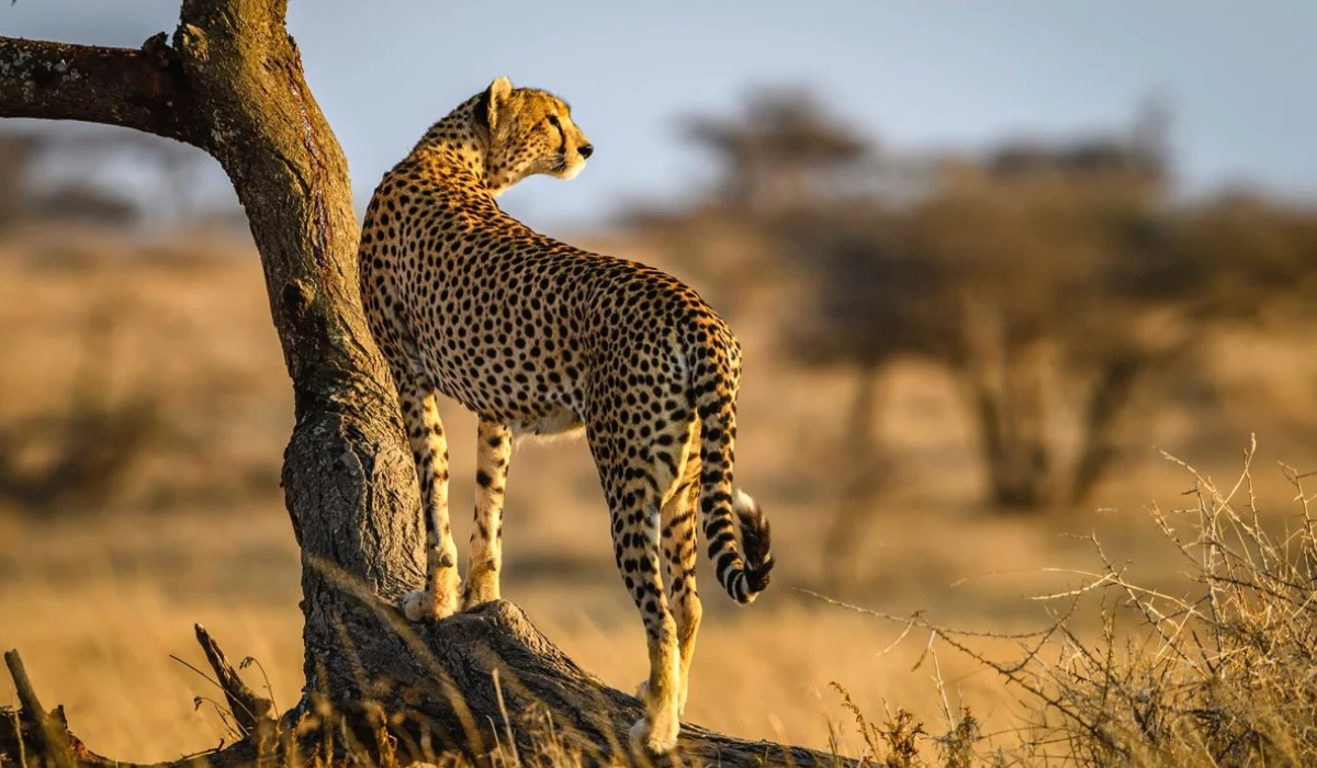Lifetime Safaris