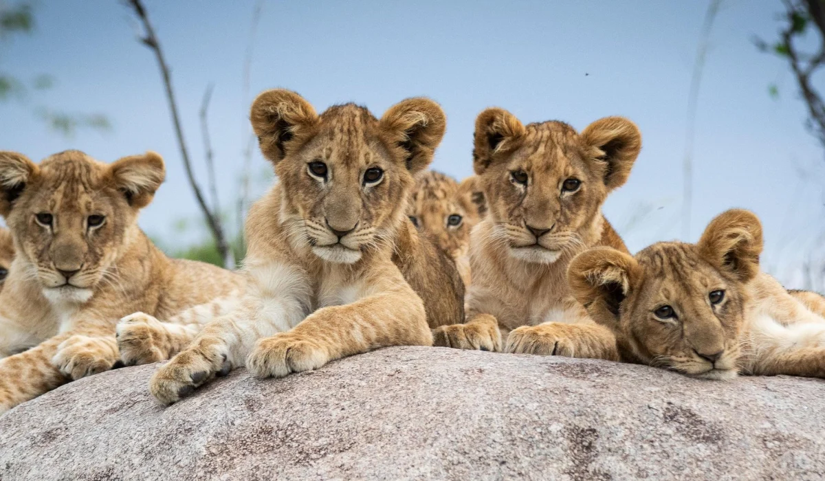 Lifetime Safaris
