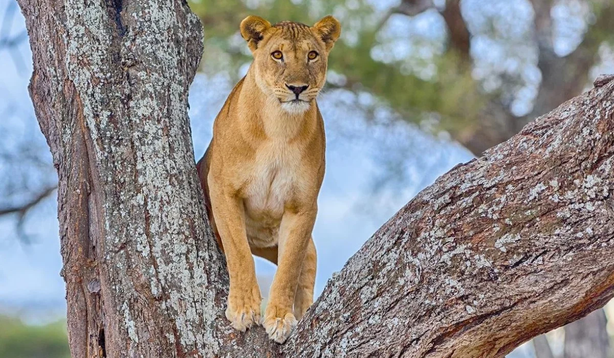 Lifetime Safaris