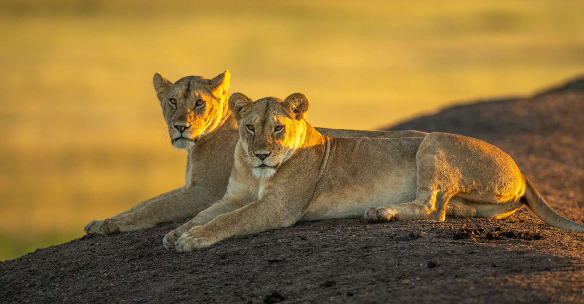 Lifetime Safaris