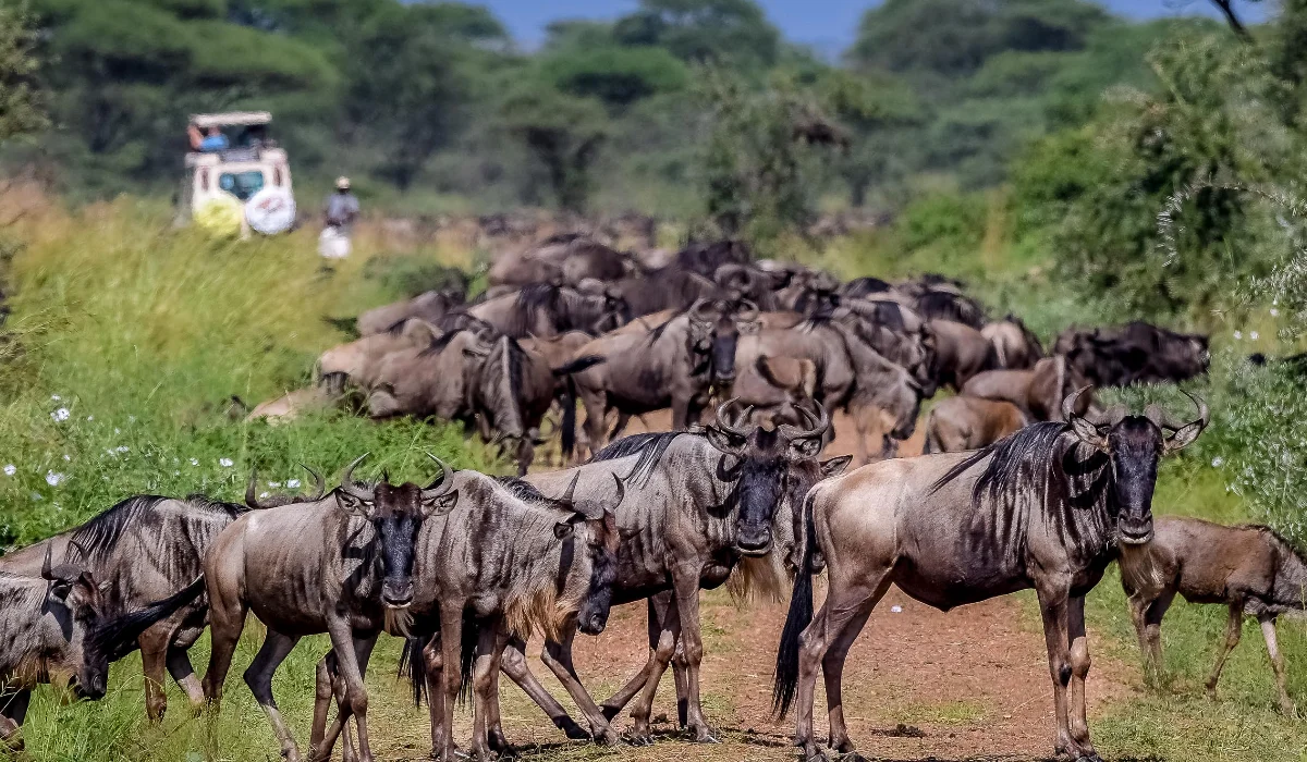 Lifetime Safaris
