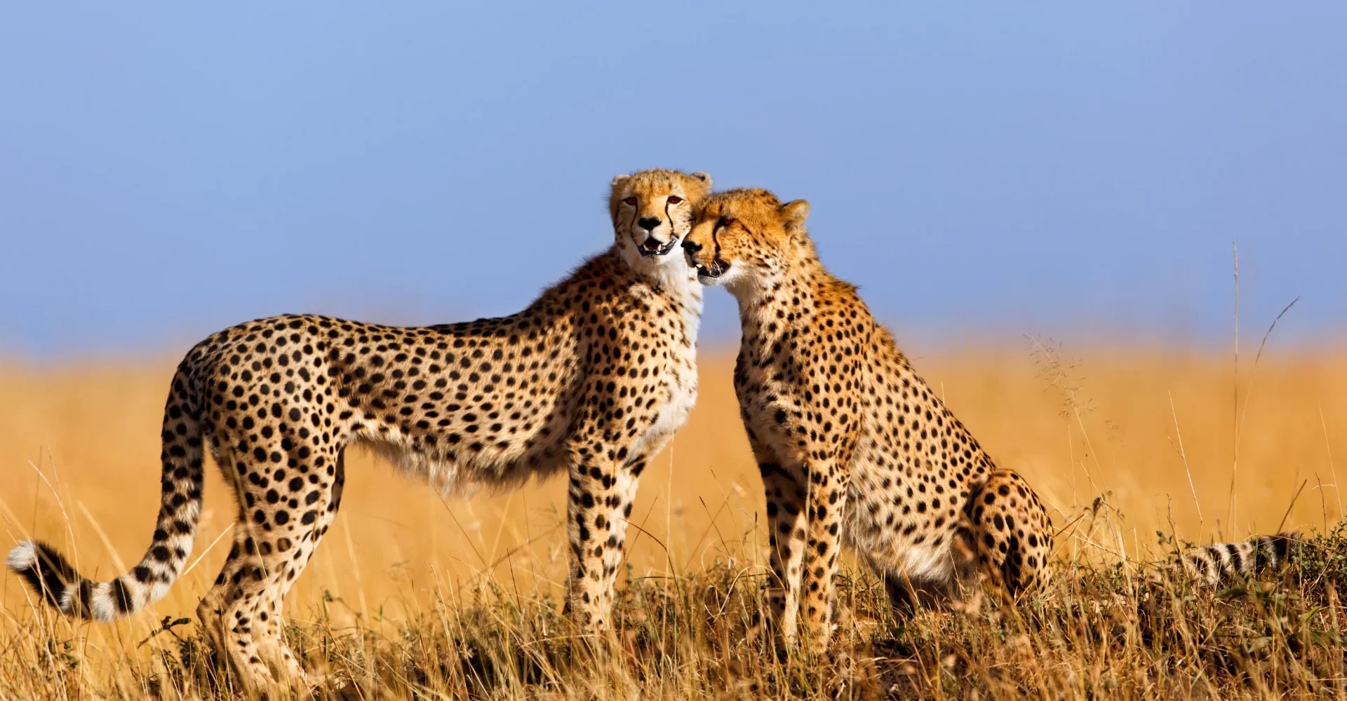 Lifetime Safaris
