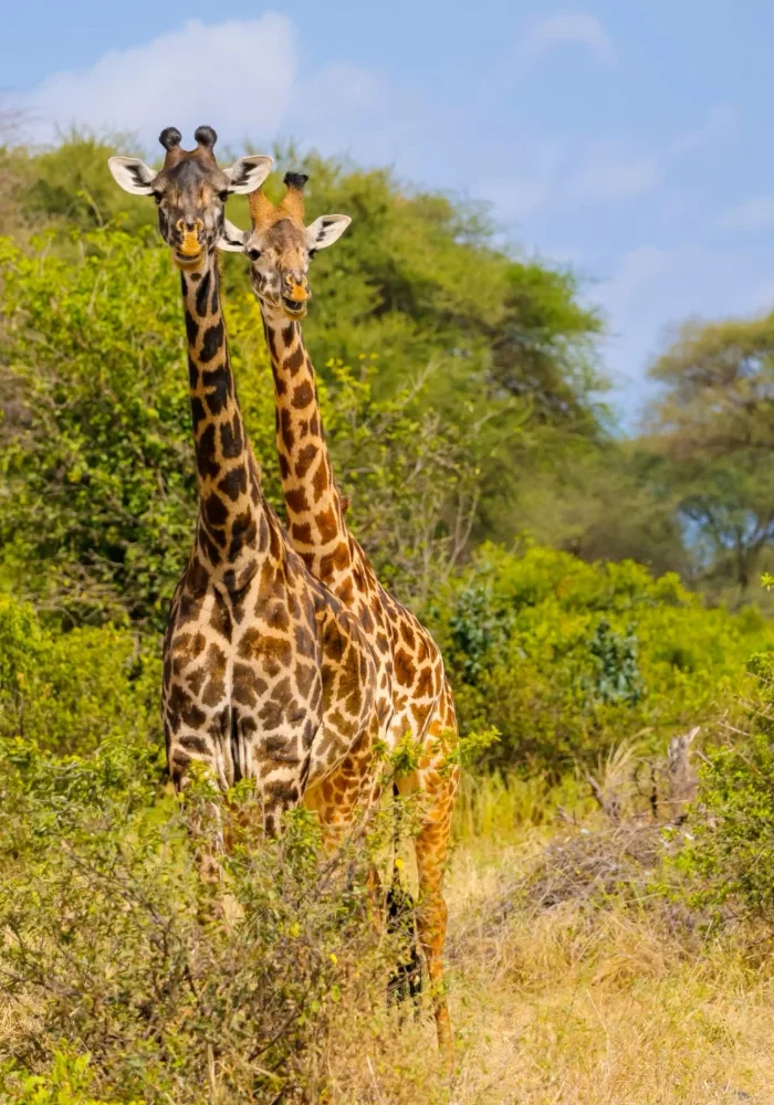 Lifetime Safaris