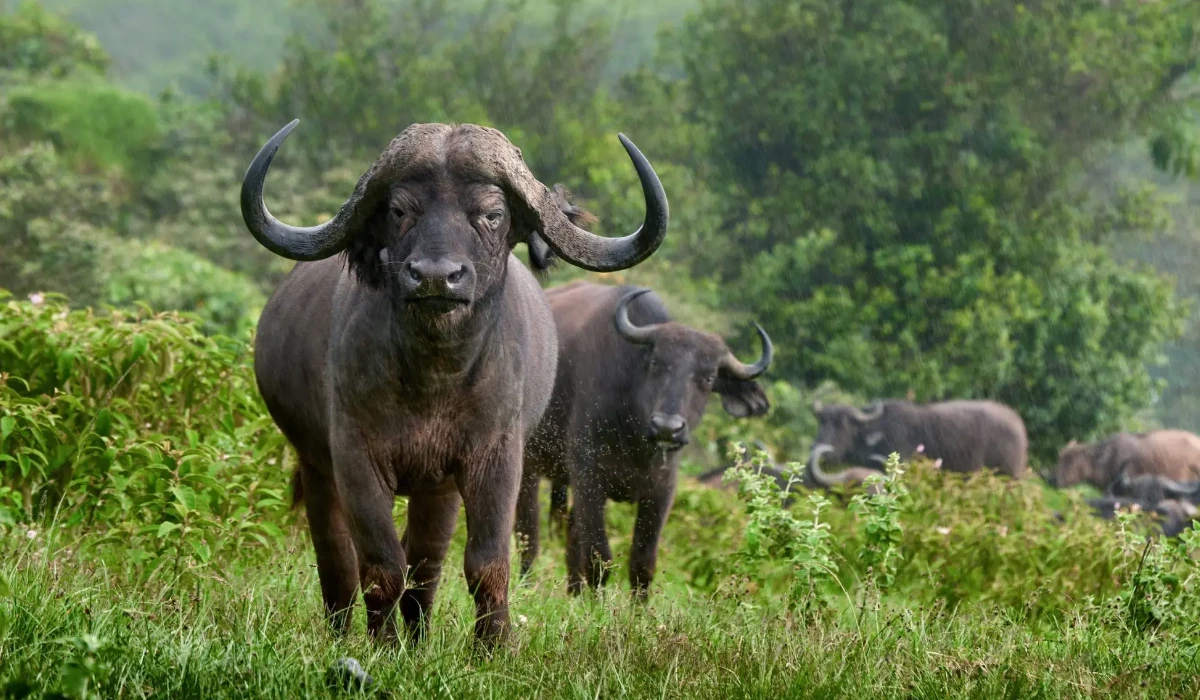 Lifetime Safaris