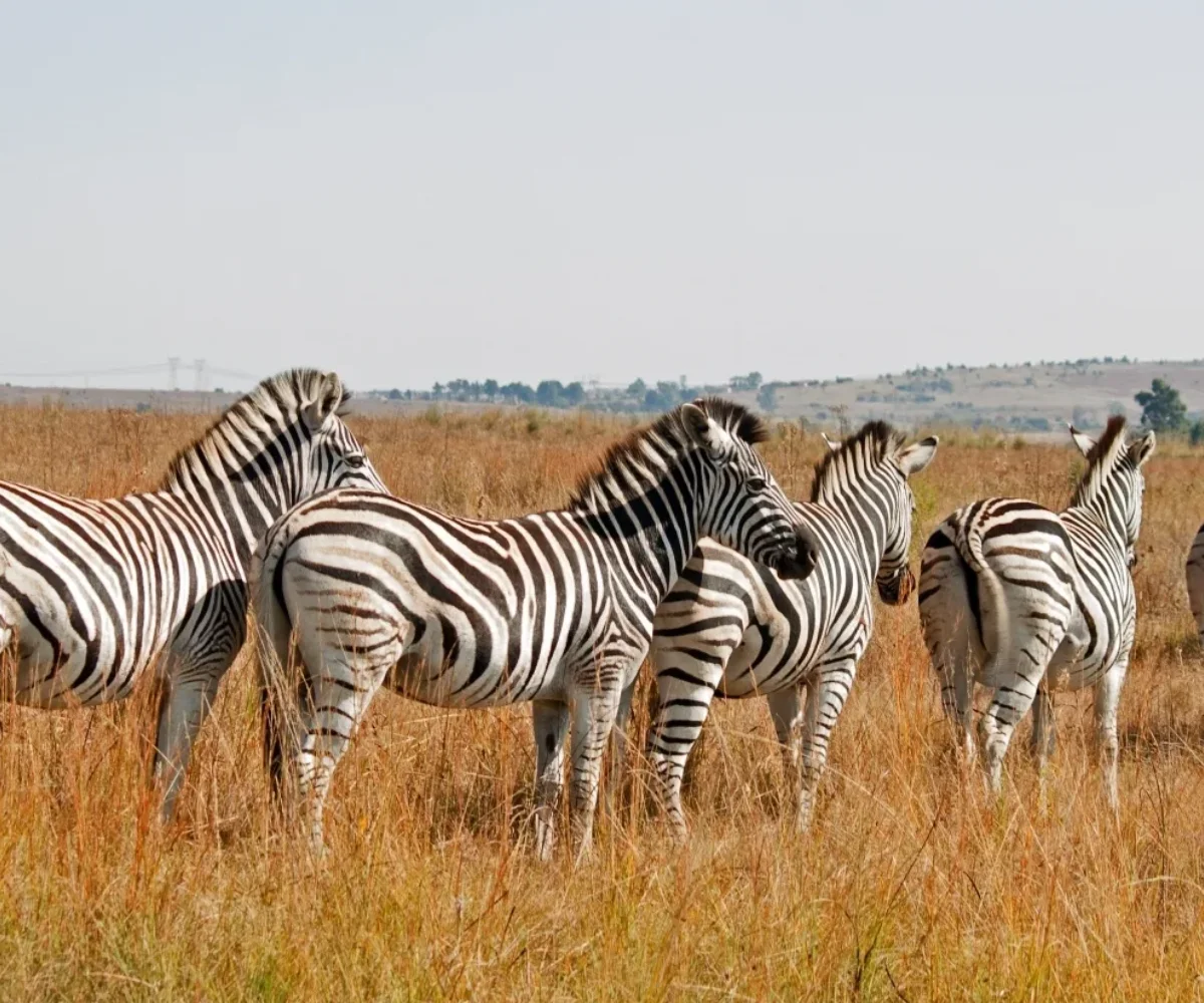 Lifetime Safaris