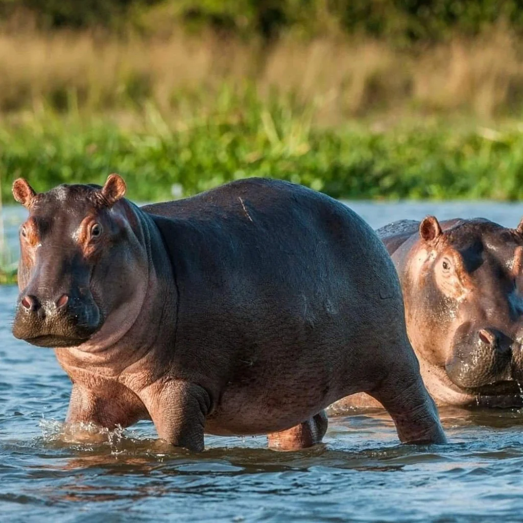 Lifetime Safaris